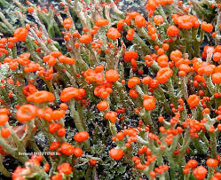 Attēlu rezultāti vaicājumam “Cladonia floerkeana”