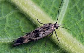 Attēlu rezultāti vaicājumam “Scythris limbella”