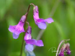 Attēlu rezultāti vaicājumam “Lathyrus vernus leaf”