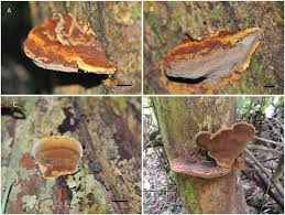 Attēlu rezultāti vaicājumam “Lamproderma violaceum young”