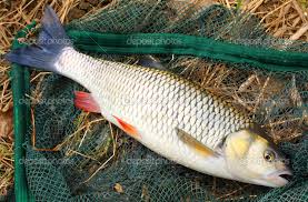 Attēlu rezultāti vaicājumam “Leuciscus idus”