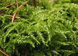 Attēlu rezultāti vaicājumam “Sciuro-hypnum curtum sporophyte”