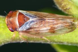 Attēlu rezultāti vaicājumam “Oncopsis sp.”