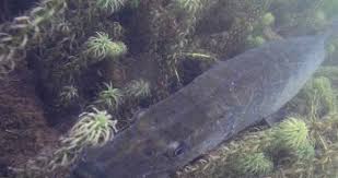 Image result for Harlow Sub-Aqua Club