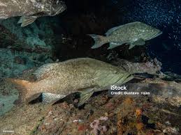 Image result for Mycteroperca olfax