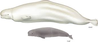 Image result for Delphinapterus leucas