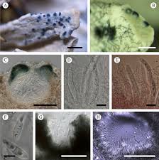Attēlu rezultāti vaicājumam “Licea pusilla spores”