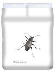 Attēlu rezultāti vaicājumam “Carabus hortensis”