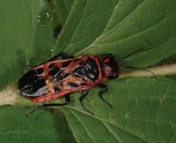 Attēlu rezultāti vaicājumam “Caenolyda reticulata”
