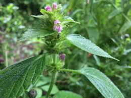 Attēlu rezultāti vaicājumam “Galeopsis bifida”