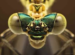 Attēlu rezultāti vaicājumam “macro”