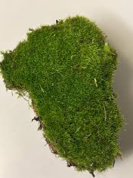 Attēlu rezultāti vaicājumam “Bryum caespiticium”