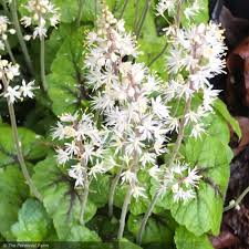 Attēlu rezultāti vaicājumam “Bayeriola thymicola”