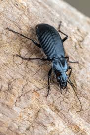 Attēlu rezultāti vaicājumam “Pterostichus niger”