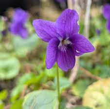 Image result for Viola odorata