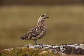 Image result for Stercorarius skua
