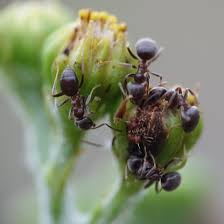 Attēlu rezultāti vaicājumam “Aphis jacobaeae”