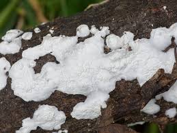 Attēlu rezultāti vaicājumam “Plicatura nivea”