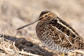 Image result for Gallinago delicata