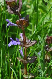 Image result for Glechoma hederacea