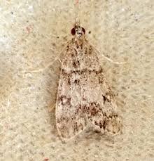 Attēlu rezultāti vaicājumam “Eudonia lacustrata”