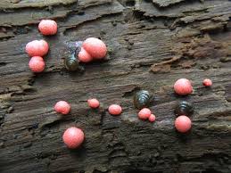 Attēlu rezultāti vaicājumam “Lycogala exiguum aggr. spores”