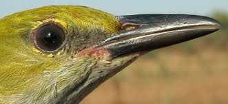 Attēlu rezultāti vaicājumam “Oriolus oriolus female”