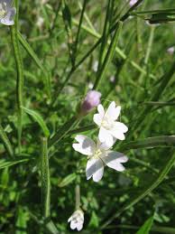 Attēlu rezultāti vaicājumam “Epilobium palustre leaf”