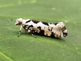 Attēlu rezultāti vaicājumam “Ypsolopha sequella”