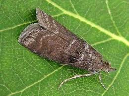 Attēlu rezultāti vaicājumam “Ortholepis betulae”