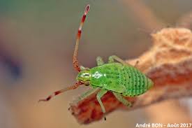 Attēlu rezultāti vaicājumam “Pantilius tunicatus”