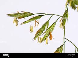 Attēlu rezultāti vaicājumam “Festuca altissima flower”