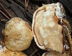 Attēlu rezultāti vaicājumam “Pycnoporellus alboluteus”