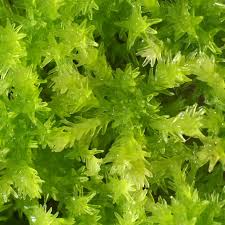 Attēlu rezultāti vaicājumam “Sphagnum wulfianum”