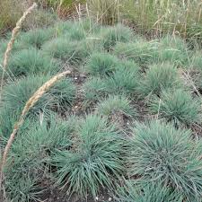 Attēlu rezultāti vaicājumam “Koeleria glauca”