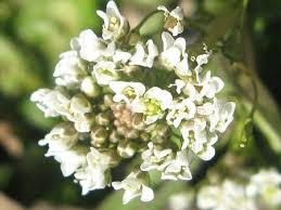Attēlu rezultāti vaicājumam “Capsella bursa-pastoris flower”