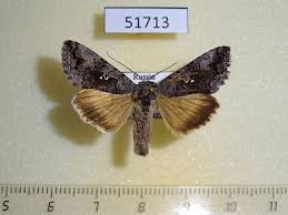 Attēlu rezultāti vaicājumam “Syngrapha interrogationis”