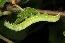 Attēlu rezultāti vaicājumam “Orthosia incerta”