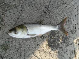 Image result for Hypophthalmichthys molitrix