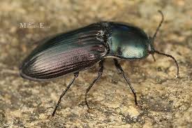 Attēlu rezultāti vaicājumam “Selatosomus aeneus”