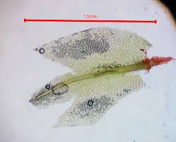 Attēlu rezultāti vaicājumam “Bryum funkii”