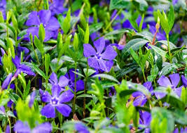 Attēlu rezultāti vaicājumam “Vinca minor flower”