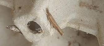 Attēlu rezultāti vaicājumam “Pediasia contaminella”