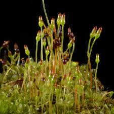 Attēlu rezultāti vaicājumam “Splachnum ampullaceum sporophyte”