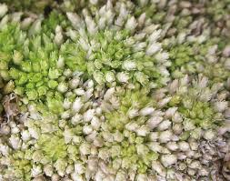 Attēlu rezultāti vaicājumam “Sphagnum molle”