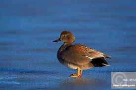 Attēlu rezultāti vaicājumam “Anas strepera”