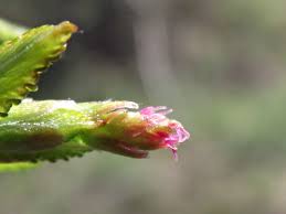 Attēlu rezultāti vaicājumam “Carpinus caroliniana male flower”