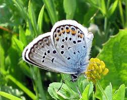 Attēlu rezultāti vaicājumam “Plebejus argus male”