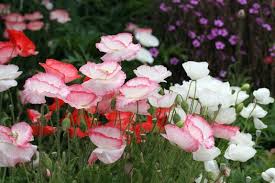 Image result for Papaver rhoeas