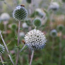 Attēlu rezultāti vaicājumam “Echinops sphaerocephalus flower”